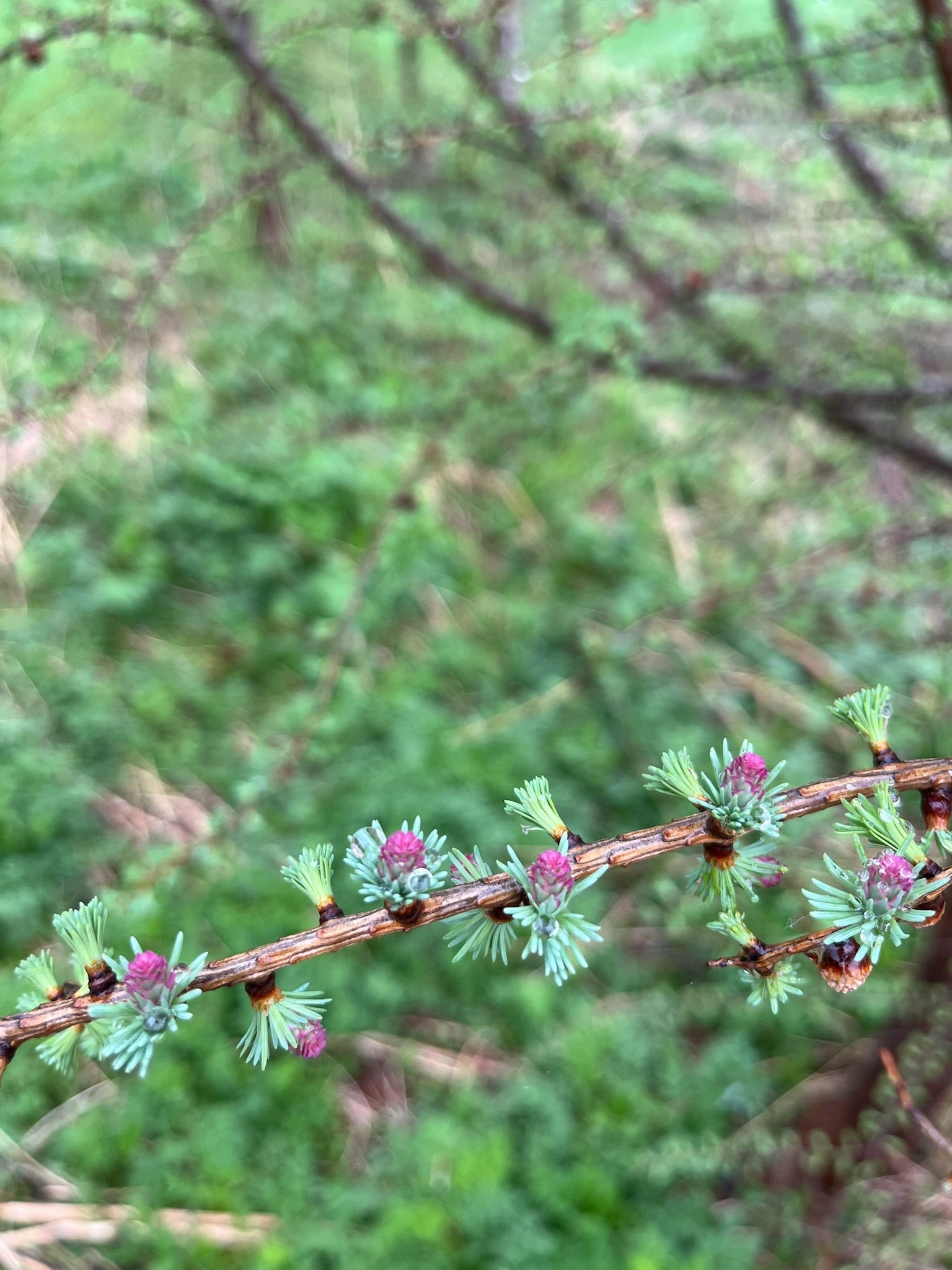 Tamarack - Larix laricina