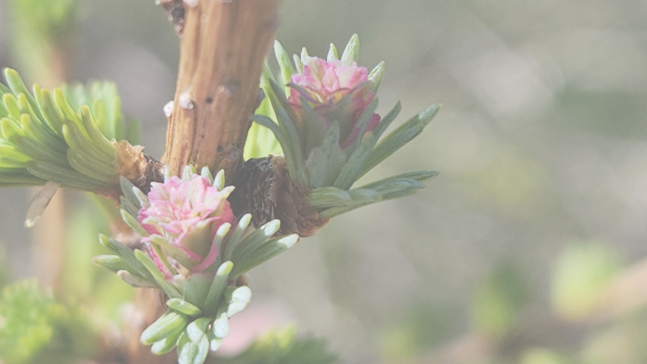 Tamarack - Larix laricina