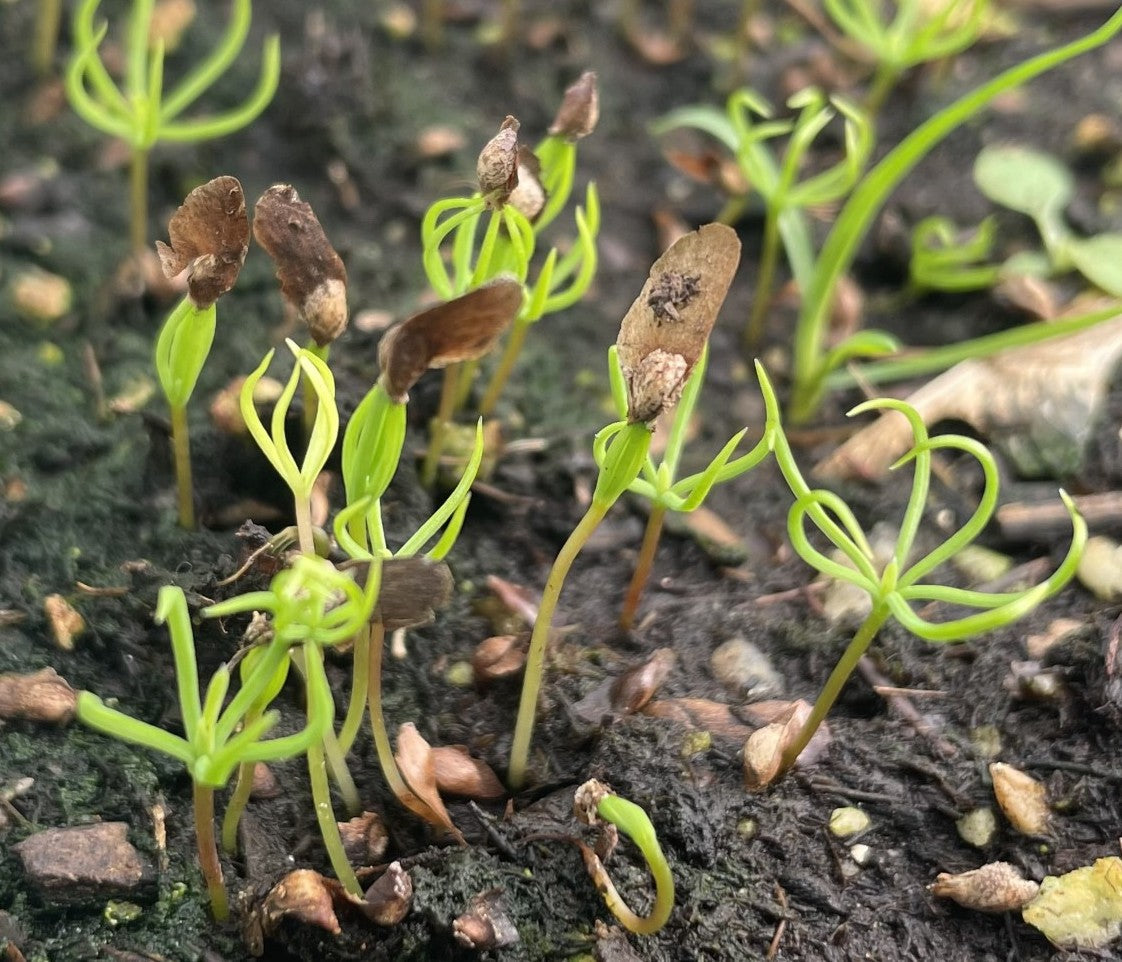 Tamarack - Larix laricina