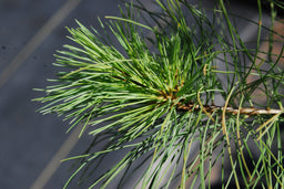 White pine - Pinus strobus