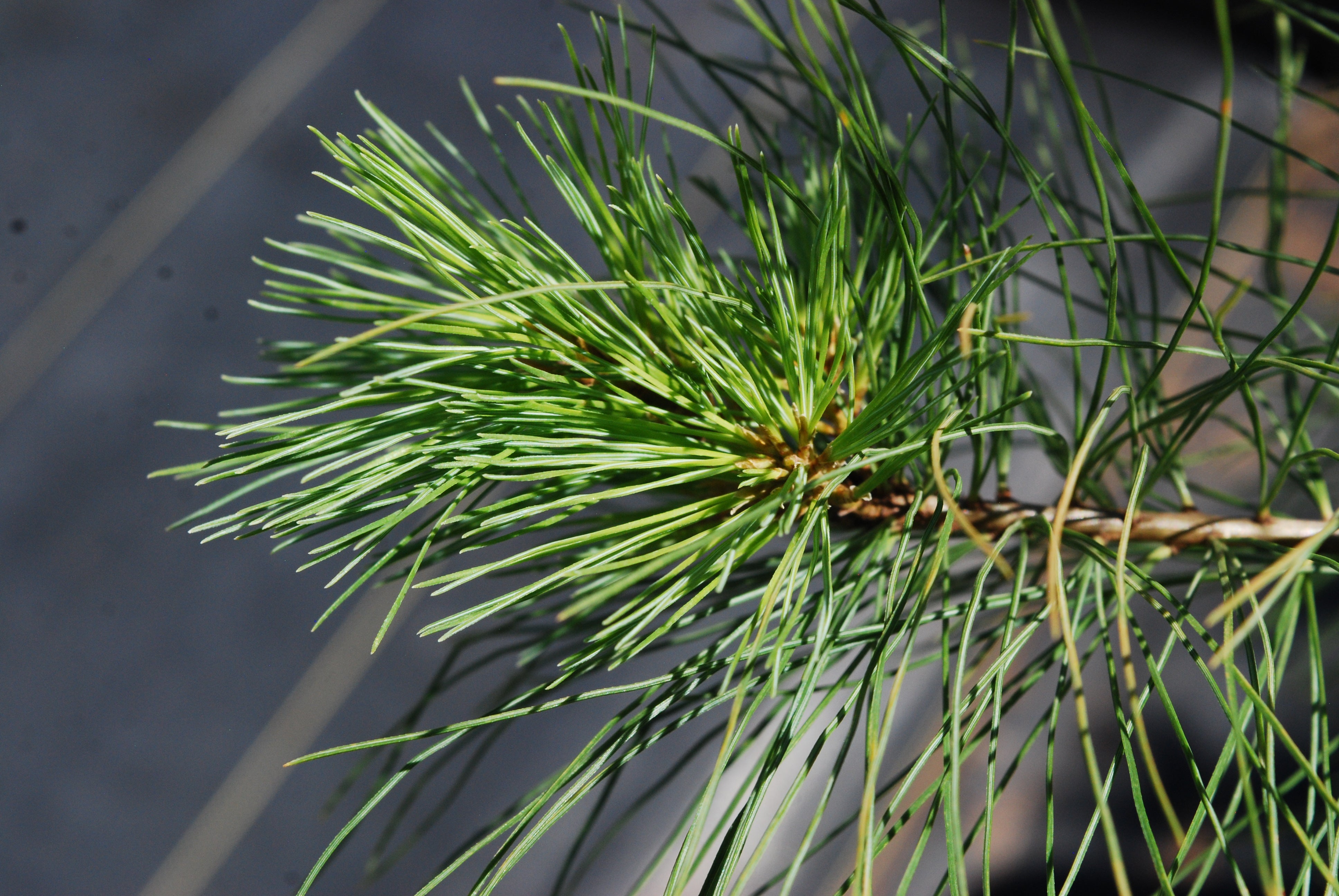 White pine - Pinus strobus