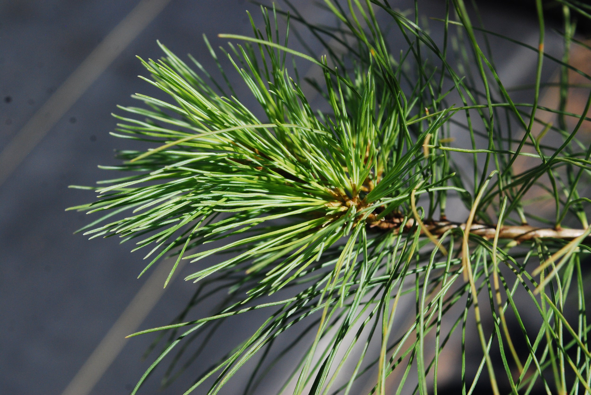 White pine - Pinus strobus
