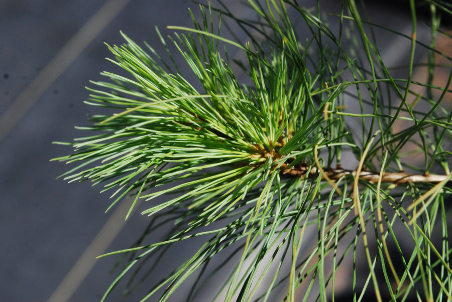 White pine - Pinus strobus