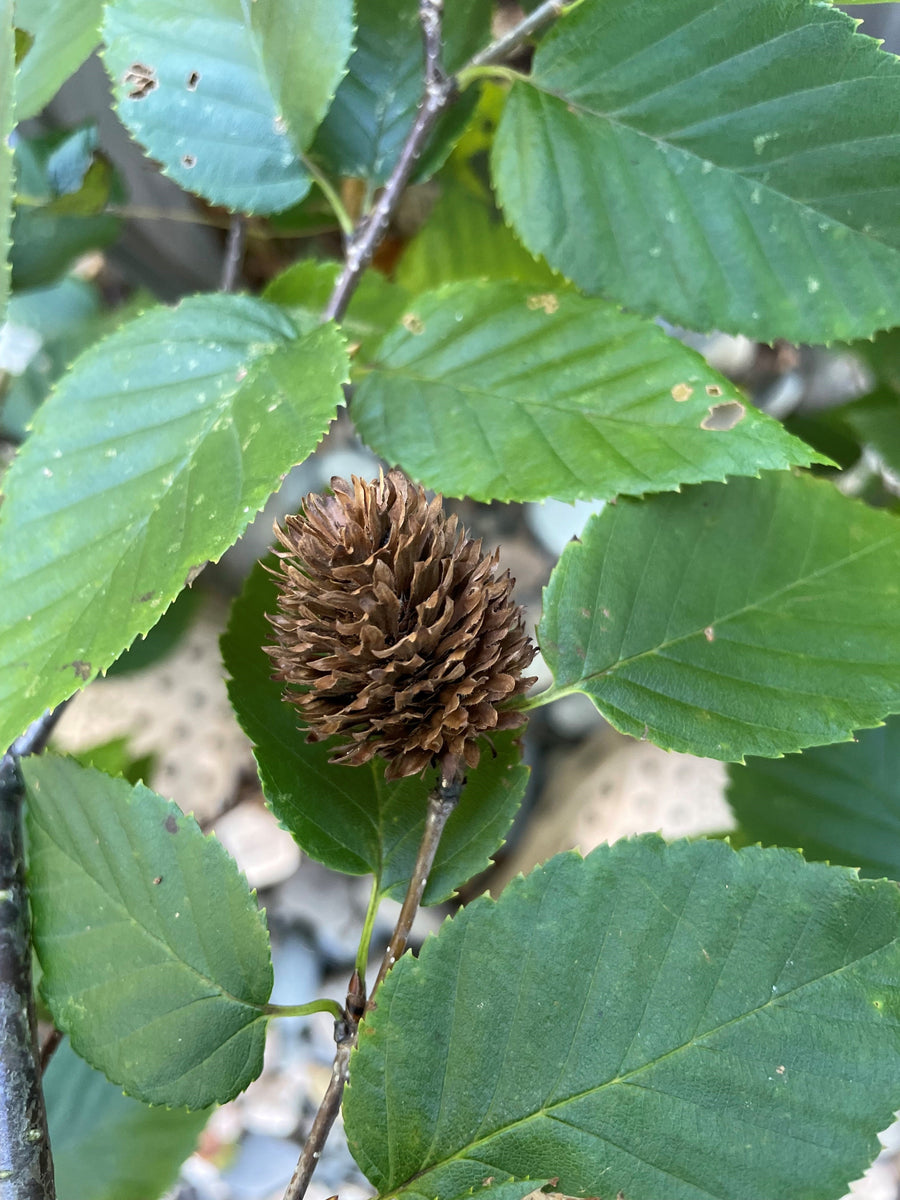 Yellow birch - Betula alleghaniesis